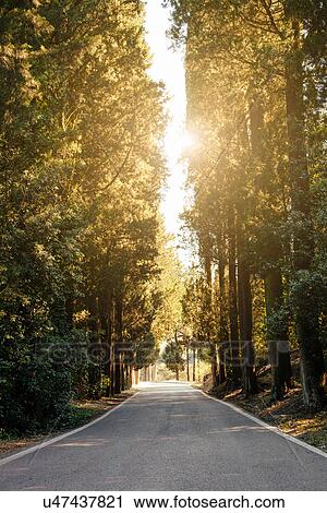 "Rural road lined with pine trees, Florence, Tuscany, Italy" View Large Photo Image Stock Image - "Rural road lined with pine trees, Florence, Tuscany, Italy". Fotosearch