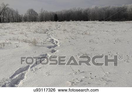 "Rural snow covered field, Ontario, Canada" View Large Photo Image Stock Photograph - "Rural snow covered field, Ontario, Canada". Fotosearch