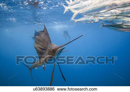 Stock Photograph - "Sailfish (Istiophorus albicans) feeding on sardine baitball north of Isla Mujeres, Mexico". Fotosearch