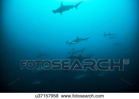"Schooling hammerheads (Sphyrna lewini) at ""el canon"", San Benedicto, Revillagigedo, Mexico" View Large Photo Image Stock Photo - "Schooling hammerheads (Sphyrna lewini) at ""el canon"", San Benedicto, Revillagigedo, Mexico". Fotosearch