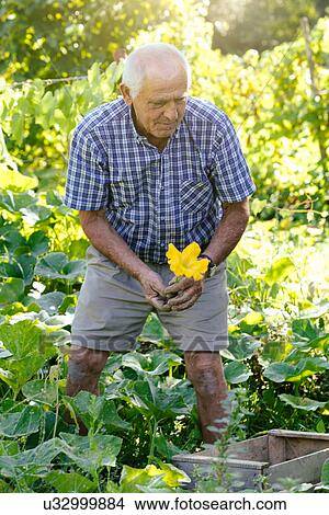 "Senior man picking fresh courgette flowers, Tuscany, Italy" View Large Photo Image Picture - "Senior man picking fresh courgette flowers, Tuscany, Italy". Fotosearch