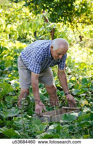 Stock Image - "Senior man tending vegetable garden, Tuscany, Italy". Fotosearch