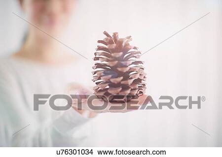 Shallow focus close up of pine cone on womans palm View Large Photo Image Picture - Shallow focus close up of pine cone on womans palm. Fotosearch