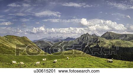Stock Image - "Sheep grazing, Saint-Michel, Pyrenees, France (Near the Spanish-French border)". Fotosearch