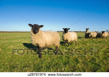 Picture - Sheep in countryside. Fotosearch