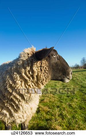 Stock Image - Sheep in countryside. Fotosearch