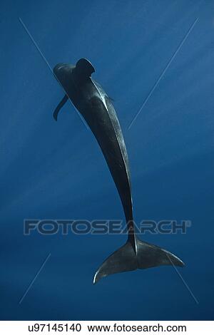 "Short-finned pilot whale (Globicephala macrorhynchus) cruising off the pacific coast of Baja California, Mexico" View Large Photo Image Stock Image - "Short-finned pilot whale (Globicephala macrorhynchus) cruising off the pacific coast of Baja California, Mexico". Fotosearch