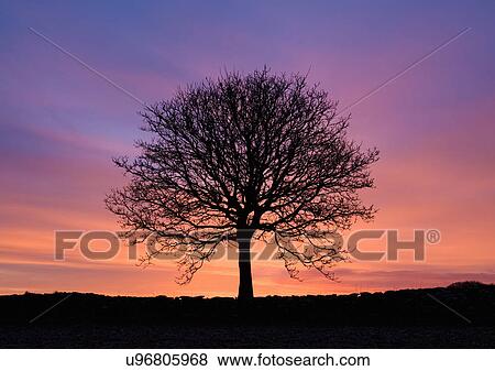 Stock Photo - Silhouetted bare ash tree at sunset. Fotosearch
