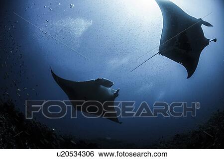 "Silhouetted reef manta rays (Manta alfredi) swimming around an underwater pinnacle north of the Yucatan Peninsula, Cabo Catoche, Quintana Roo, Mexico" View Large Photo Image Stock Photograph - "Silhouetted reef manta rays (Manta alfredi) swimming around an underwater pinnacle north of the Yucatan Peninsula, Cabo Catoche, Quintana Roo, Mexico". Fotosearch