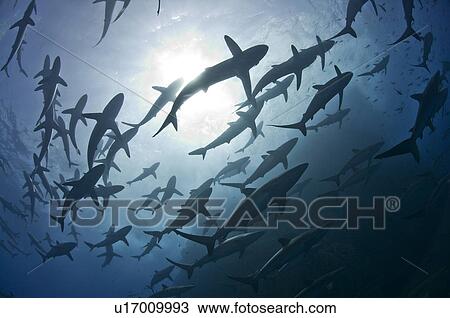 "Silky sharks (Carcharhinus falciformis), gather in big schools around Roca Partida Island as part of the mating rituals, Revillagigedo Archipelago, Mexico" View Large Photo Image Stock Image - "Silky sharks (Carcharhinus falciformis), gather in big schools around Roca Partida Island as part of the mating rituals, Revillagigedo Archipelago, Mexico". Fotosearch