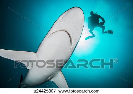 Stock Photo - "Silky sharks (Carcharhinus falciformis) and diver at Socorro Island, Revillagigedo, Mexico". Fotosearch