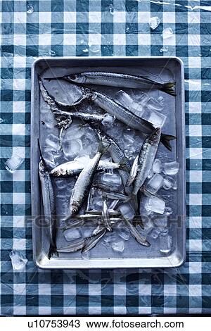 Small fish in ice tray View Large Photo Image Stock Image - Small fish in ice tray. Fotosearch