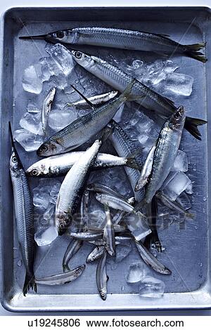 Stock Photograph - Small fish in ice tray. Fotosearch