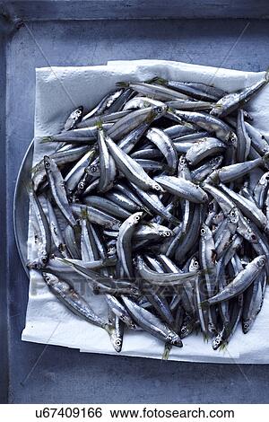Small fish in tray View Large Photo Image Stock Photograph - Small fish in tray. Fotosearch