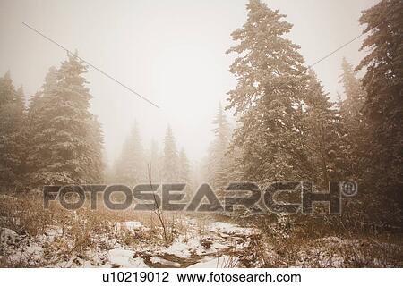 "Snow covered forest in mist, Sarsy Village, Sverdlovsk Oblast, Russia" View Large Photo Image Stock Image - "Snow covered forest in mist, Sarsy Village, Sverdlovsk Oblast, Russia". Fotosearch