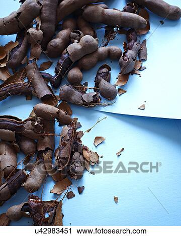 Still life with broken tamarind pods View Large Photo Image Stock Image - Still life with broken tamarind pods. Fotosearch