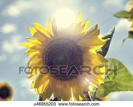 Stock Image - "Sunflower against blue sky and clouds, close-up". Fotosearch