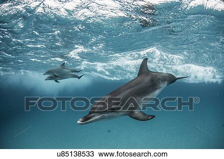 Three atlantic spotted dolphins (Stenella frontalis) swim and play around the sand banks in the Bahamas View Large Photo Image Stock Image - Three atlantic spotted dolphins (Stenella frontalis) swim and play around the sand banks in the Bahamas. Fotosearch