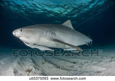 "Tiger shark (Galeocerdo cuvier) swimming in the shallow sand banks, north of the Bahamas" View Large Photo Image Stock Image - "Tiger shark (Galeocerdo cuvier) swimming in the shallow sand banks, north of the Bahamas". Fotosearch