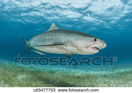 Stock Image - Tiger shark (Galeocerdo cuvier) swimming in the reefs north of the Bahamas in the Caribbean. Fotosearch