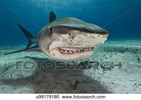 Stock Image - Tiger sharks (Galeocerdo cuvier) are common visitors of the reefs north of the Bahamas in the Caribbean. Fotosearch