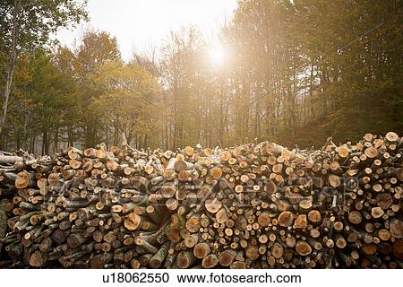 Stock Image - "Tree trunks stacked in misty autumn forest, Casentino, Tuscany, Italy". Fotosearch