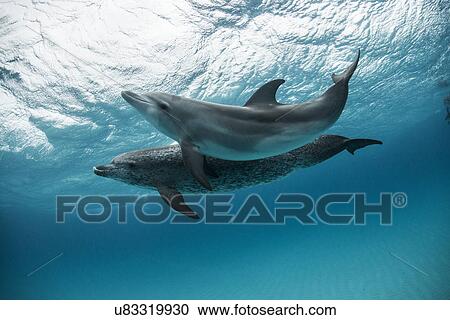 Two atlantic spotted dolphins (Stenella frontalis) swim and play around the sand banks in the Bahamas View Large Photo Image Stock Image - Two atlantic spotted dolphins (Stenella frontalis) swim and play around the sand banks in the Bahamas. Fotosearch