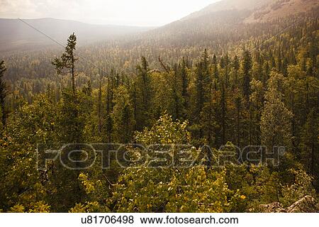 "View of forest valley, Sarsy Village, Sverdlovsk Oblast, Russia" View Large Photo Image Stock Photo - "View of forest valley, Sarsy Village, Sverdlovsk Oblast, Russia". Fotosearch