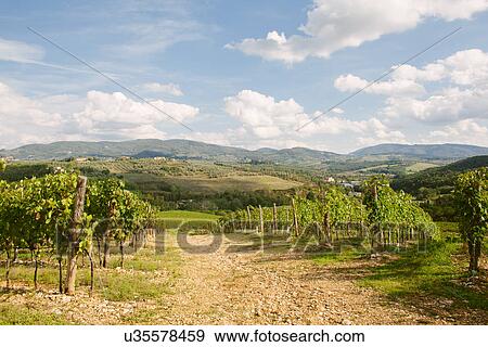 Stock Photo - "View of grapevines in Chianti region of Tuscany, Italy". Fotosearch