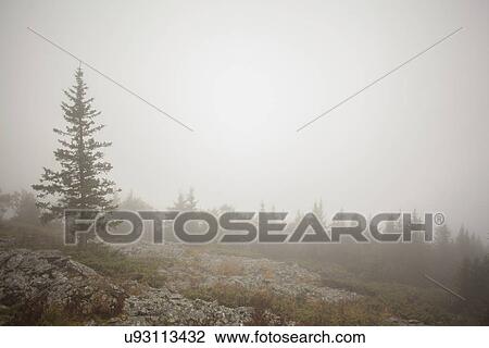 Stock Image - "View of misty forest, Sarsy Village, Sverdlovsk Oblast, Russia". Fotosearch