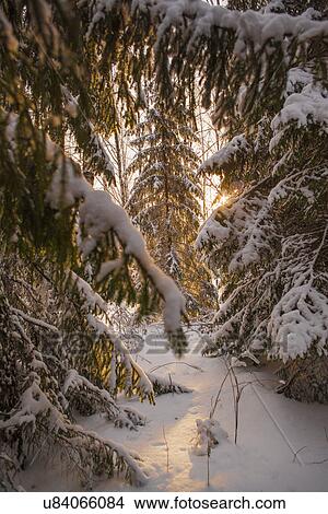 Picture - "View of sunlight between snow covered forest fir tees, Sarsy village, Sverdlovsk Oblast, Russia". Fotosearch