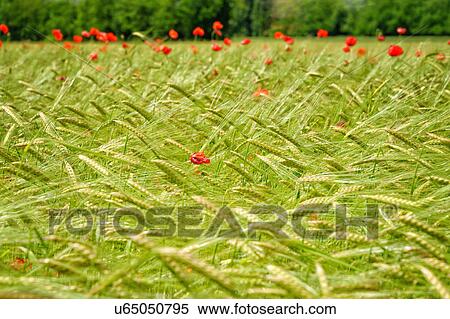 View of wheat field and red poppies View Large Photo Image Stock Photography - View of wheat field and red poppies. Fotosearch