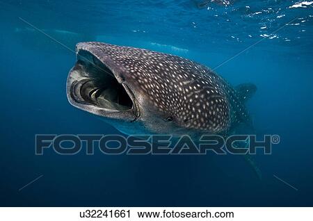 "Whale shark (Rhincodon typus) feeding on plankton, Contoy Island, Quintana Roo, Mexico" View Large Photo Image Stock Image - "Whale shark (Rhincodon typus) feeding on plankton, Contoy Island, Quintana Roo, Mexico". Fotosearch