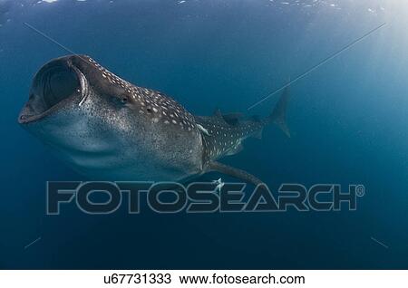 Stock Image - "Whale shark (rhincodon typus) feeding on fish eggs in the caribbean waters of Isla Mujeres, Mexico". Fotosearch