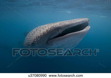 "Whale shark (Rhincodon typus) plankton feeding, Contoy Island, Quintana Roo, Mexico" View Large Photo Image Stock Image - "Whale shark (Rhincodon typus) plankton feeding, Contoy Island, Quintana Roo, Mexico". Fotosearch