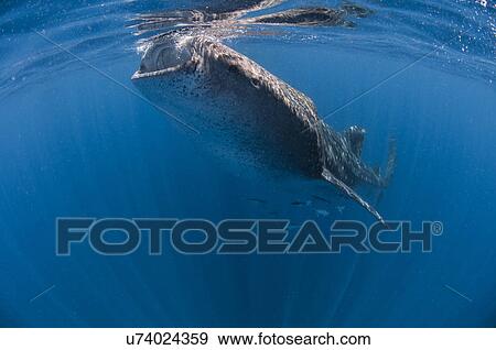 "Whale shark (Rhincodon typus) plankton feeding, Contoy Island, Quintana Roo, Mexico" View Large Photo Image Stock Photo - "Whale shark (Rhincodon typus) plankton feeding, Contoy Island, Quintana Roo, Mexico". Fotosearch