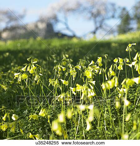 Wildflowers View Large Photo Image Stock Photography - Wildflowers. Fotosearch