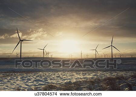 Picture - "Wind turbines on sandy landscape, Ayrshire, Scotland". Fotosearch