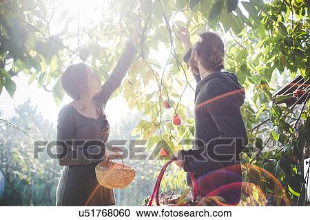 Young couple picking apples from tree View Large Photo Image Stock Image - Young couple picking apples from tree. Fotosearch