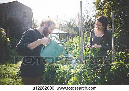 Young man watering plants with watering can View Large Photo Image Stock Photograph - Young man watering plants with watering can. Fotosearch