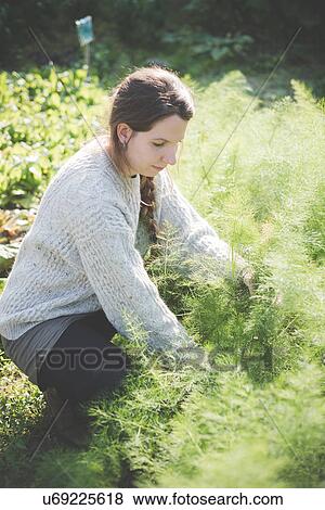 Young woman gardening View Large Photo Image Stock Photo - Young woman gardening. Fotosearch