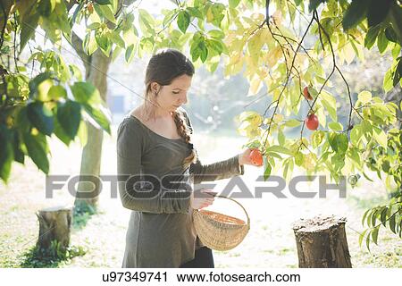 Stock Image - Young woman picking apple from tree. Fotosearch