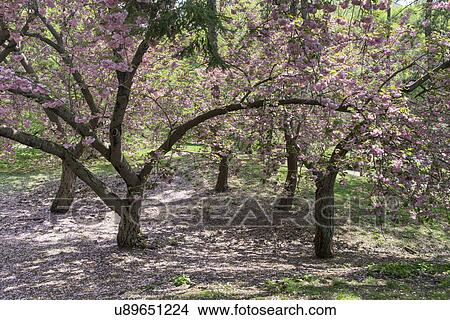 "Central Park, Manhattan, New York City, New York State, USA" View Large Photo Image Picture - "Central Park, Manhattan, New York City, New York State, USA". Fotosearch