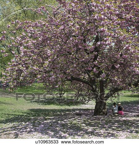 "Central Park, Manhattan, New York City, New York State, USA" View Large Photo Image Stock Image - "Central Park, Manhattan, New York City, New York State, USA". Fotosearch