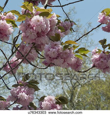 Stock Image - "Central Park, Manhattan, New York City, New York State, USA". Fotosearch