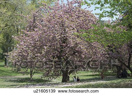 "Central Park, Manhattan, New York City, New York State, USA" View Large Photo Image Stock Photo - "Central Park, Manhattan, New York City, New York State, USA". Fotosearch