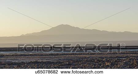 Stock Image - "Chaxa Lagoon, Los Flamencos National Reserve, San Pedro de Atacama, El Loa Province, Antofagasta Region, Chile". Fotosearch
