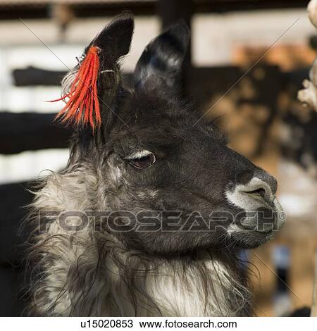 Stock Image - "Llama, Toconao, San Pedro de Atacama, El Loa Province, Antofagasta Region, Chile". Fotosearch