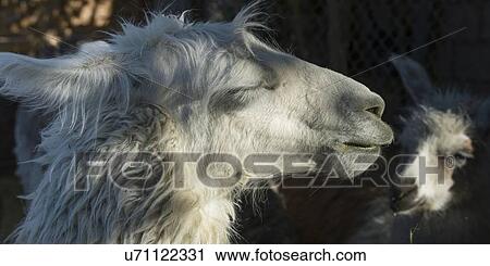 Stock Image - "Llama, Toconao, San Pedro de Atacama, El Loa Province, Antofagasta Region, Chile". Fotosearch