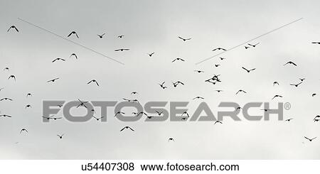 Stock Photo - "Plaisance, Quebec, Canada". Fotosearch